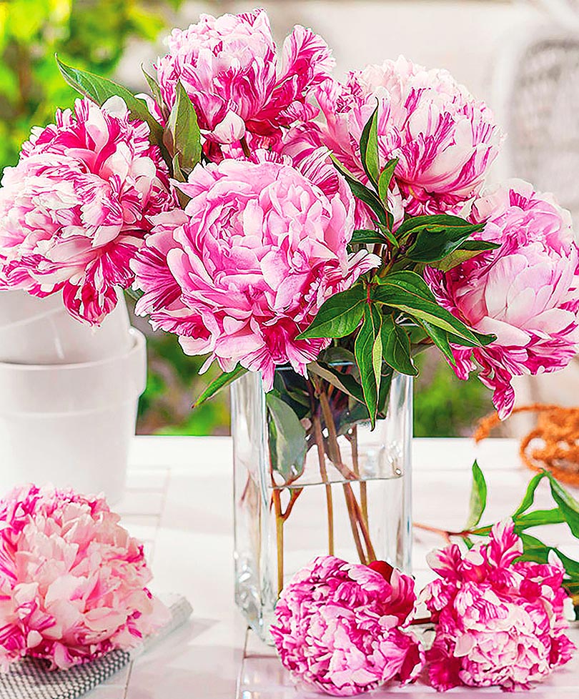 Пион Кэнди Страйп