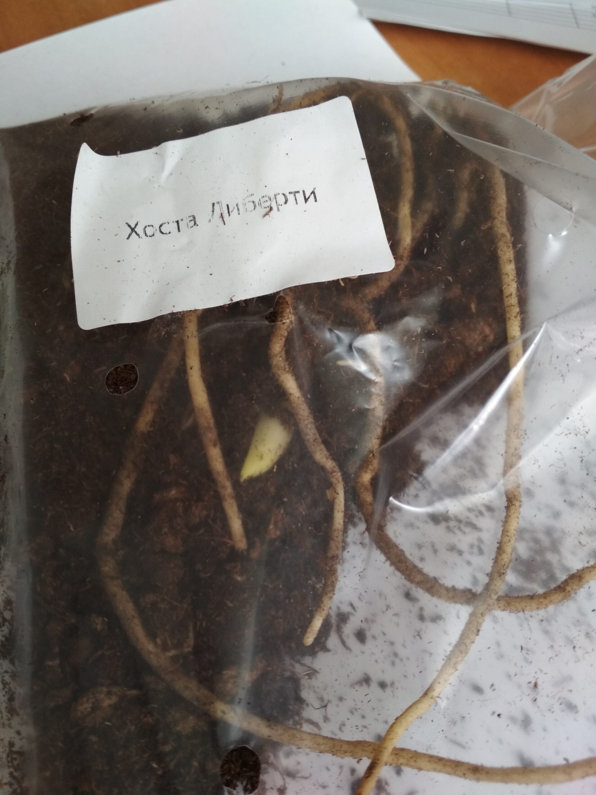 Image Description